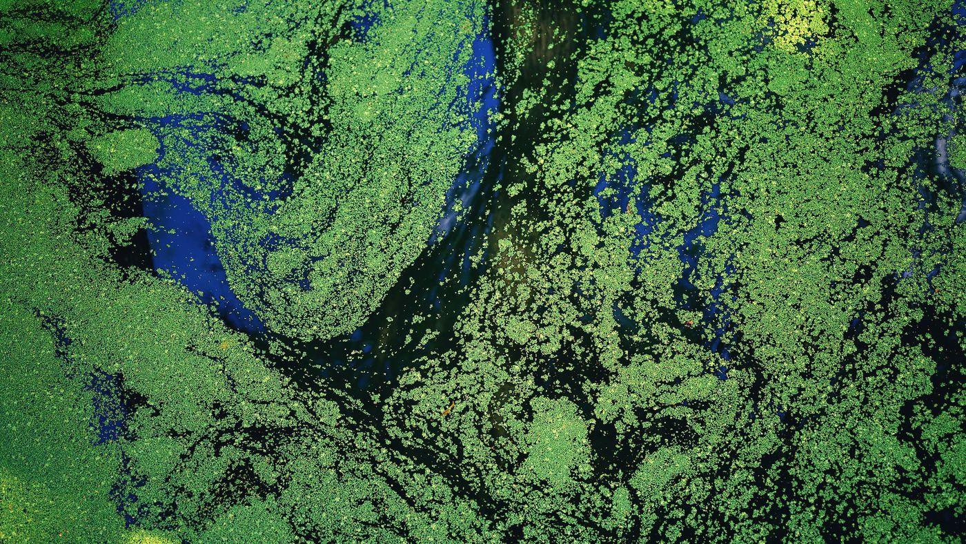 Vivid green algal bloom streaking across open water in long curved filaments, seen from the air