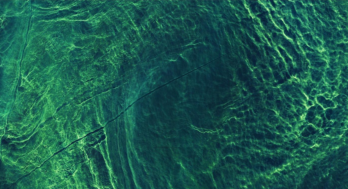Dense green algae covering the whole water surface in wind-drawn streaks, seen from above